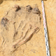A grave containing four children, laid side-by-side, with legs and feet meeting together.